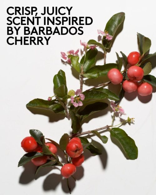 FS442447 Global Cherry Dub Infographics Body Scrub SCENT 1200x1500 72DPI